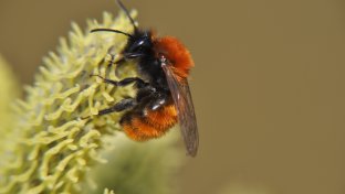 Andrena fulva