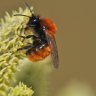 Andrena fulva