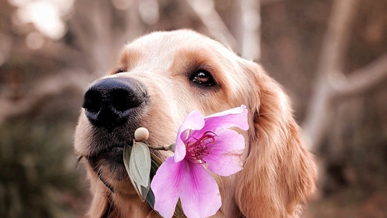 dog sorry
