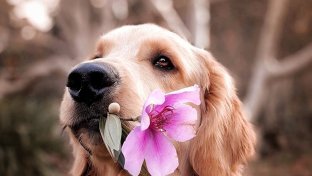 dog sorry