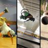 These whole-hoggers prove that nothing is impossible