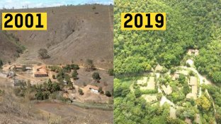 The Brazilian photographer and the 20-year reforestation project of over 2.7 million trees