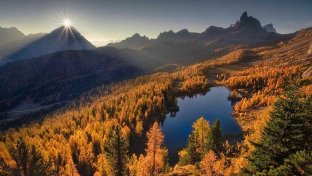 Thousands more tree species than previously thought, study finds