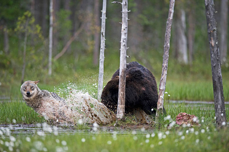 Even scientists are baffled by the relationship between the bear and the wolf, but the pair seemed content enough in each other’s company.