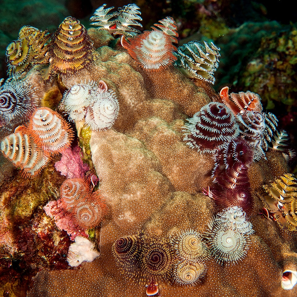 Spirobranchus giganteus, also known as the Christmas tree worm. Each worm has two brightly coloured crowns that protrude from its tube-like body. These Christmas tree-like crowns are composed of radioles, or hair-like appendages radiating from the worm’s central spine. These appendages are used for respiration and to catch dinner, which typically consists of microscopic plants, or phytoplankton, floating in the water. Christmas tree worms come in a variety of bright colors. They aren’t very big, averaging about 3.8 centimeters in length. However, because of their distinctive shape, beauty, and color, these worms are easily spotted. They are some of the most widely recognised polychaetes, or marine burrowing, segmented worms out there.