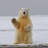 UN resolution recognises animal welfare&#8217;s role in climate crisis, biodiversity and pandemic risk