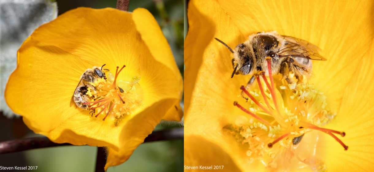 Whereas a worker bee, known as a ‘Callow’, may take sudden, irregular light naps throughout the entire day and lack a fixed pattern.