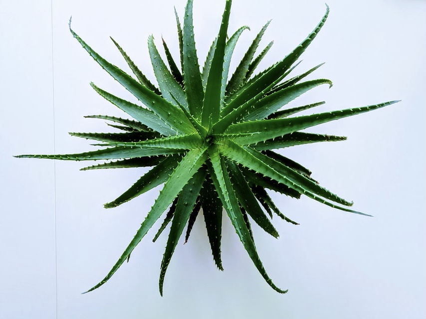 The name Aloe vera derives from the Arabic word “Alloeh” meaning “shining bitter substance,” while “vera” in Latin means “true.” 2000 years ago, the Greek scientists regarded Aloe vera as the universal panacea. The Egyptians called Aloe “the plant of immortality.” Today, the Aloe vera plant is widely used for various purposes in dermatology.