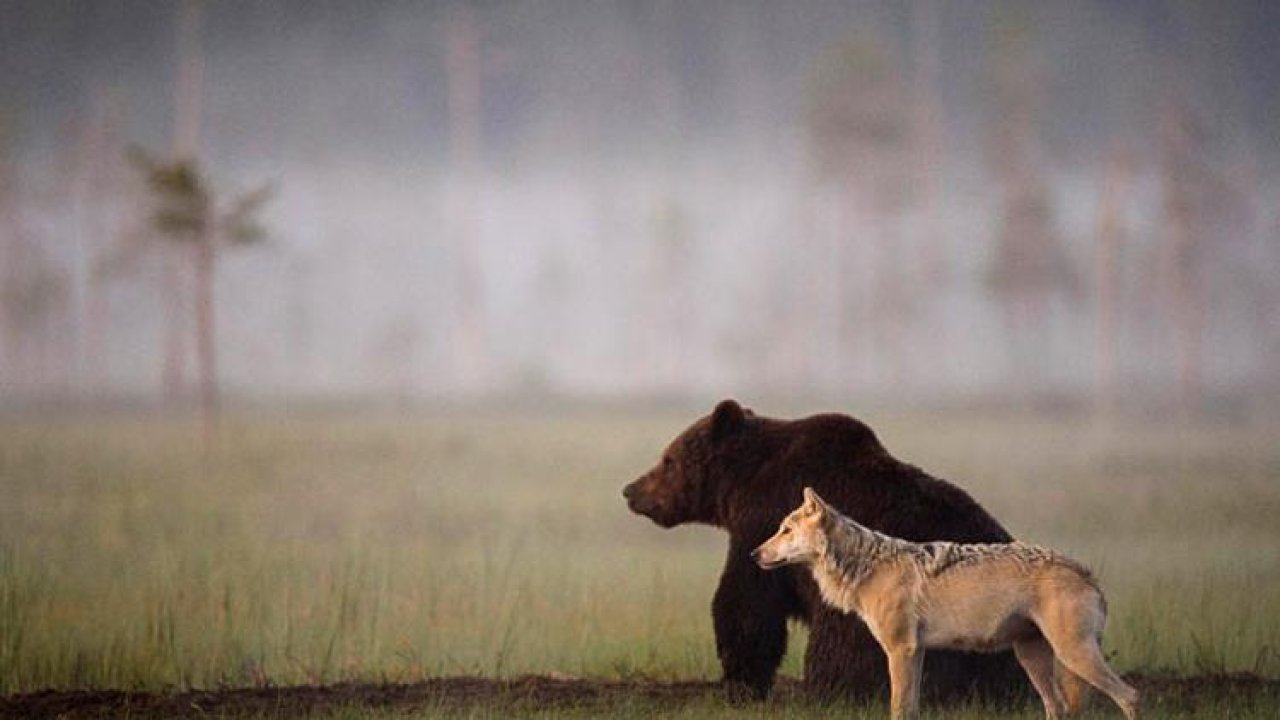 Unique friendship between wolf and bear documented by Finnish photographer