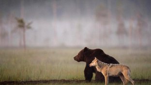 Unique friendship between wolf and bear documented by Finnish photographer