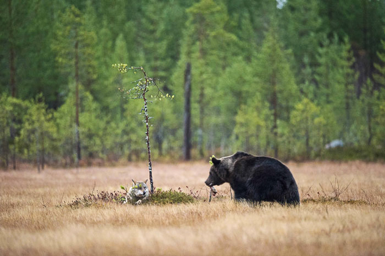 Each evening after a hard-day's hunting this pair of unlikely friends met for supper