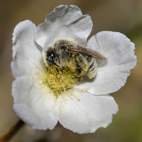 It has been shown that a lack of sleep disrupts the efficacy of the waggle dance. This could lead to unproductivity or a waste of energy, as the ‘dancer’ might lead other bees in the wrong direction.