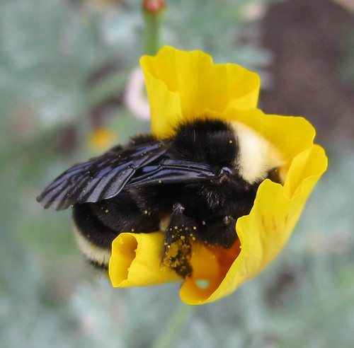 Like humans, a bee’s performance—be it waggle dance or learning new information—is compromised when it is denied deep sleep.