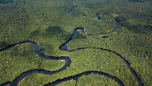 The wisest rainforest conservation solution that doesn’t get enough press