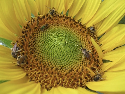 If the flower is big enough it is not unknown for more than one bee to catch 40 winks with some hive-mates.