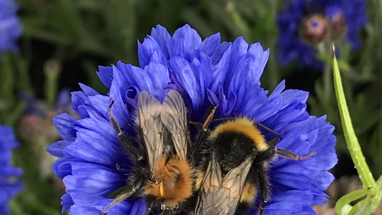 Do bees sleep? It turns out they do, and these cute pictures prove it