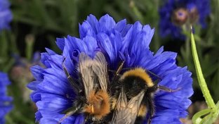 Do bees sleep? It turns out they do, and these cute pictures prove it