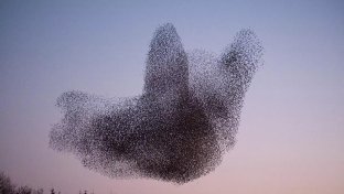 5 things about murmurations you may not know