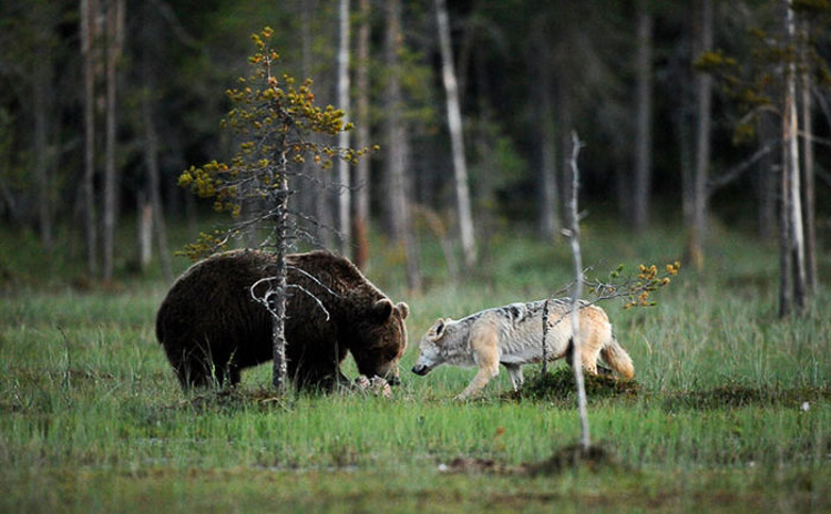 Rare pictures show how the young brown bear and grey wolf would sit down to eat together and even enjoy the views over the landscape for up to two-hours.